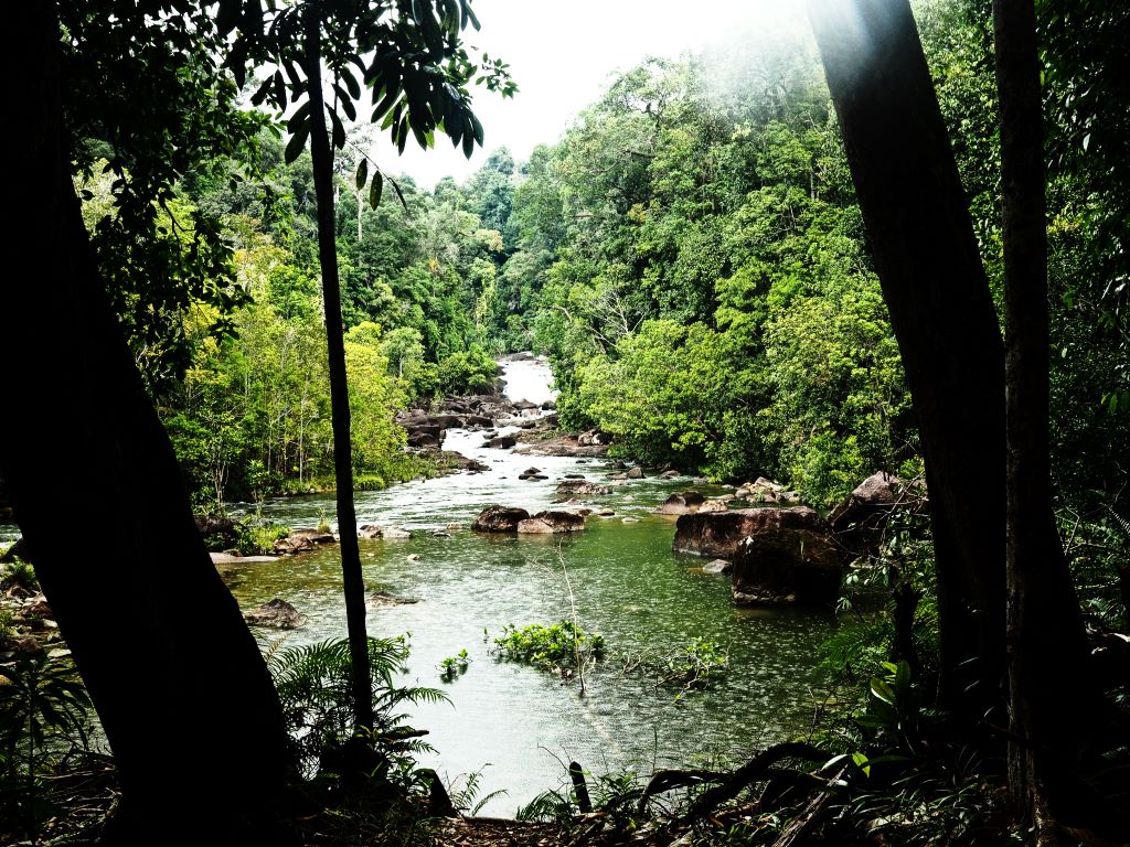 Gerimis di Belantara